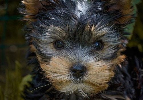 yorkshire chiot