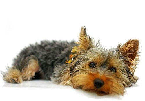 yorkshire couleur feu