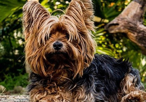 yorkshire poils longs