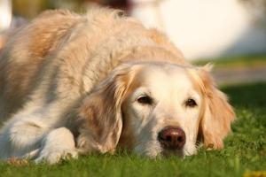 assurer un chien de plus de 6 ans