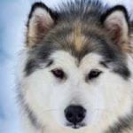 assurance chien husky sibérien