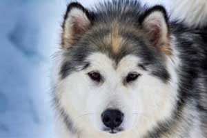 assurance chien husky sibérien