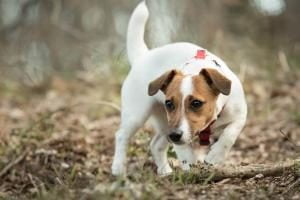 assurance chien pour jack russel