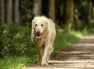 assurance chien de plus de 10 ans