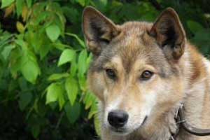 assurance chien de plus de 5 ans