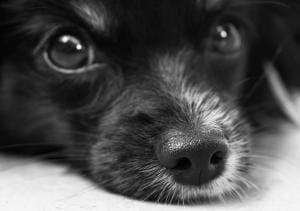 assurance pour chien de plus de 8 ans