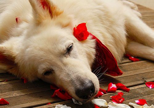 beau berger blanc suisse