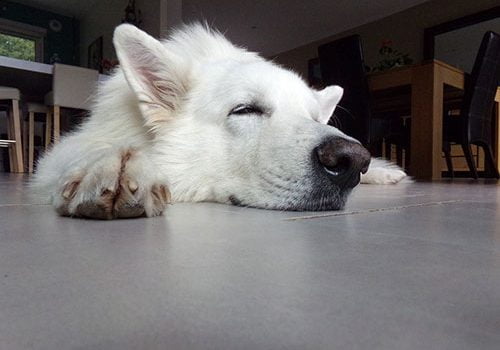 berblanc suisse en appartement