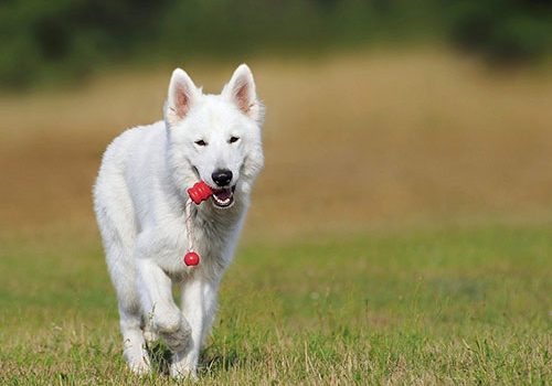 caractère du berger blanc suisse