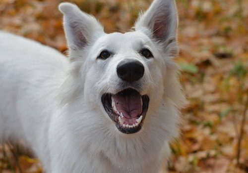 berger blanc suisse heureux