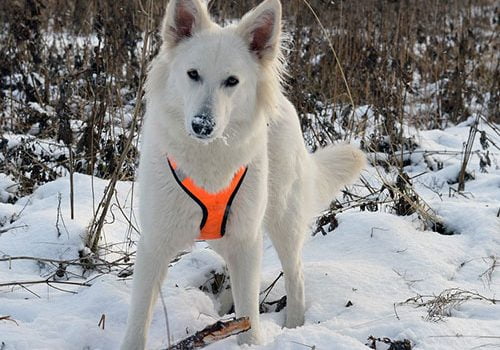berger blanc suisse jeux