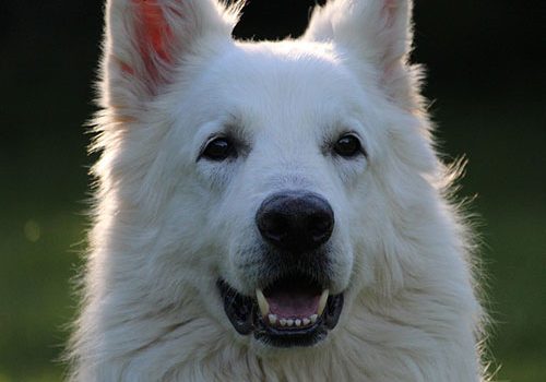 berger blanc suisse en photo