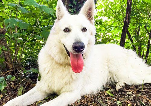berger blanc suisse couché