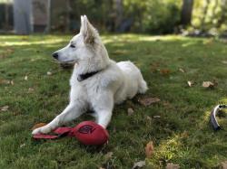 Berger Blanc Suisse éducation Caractère Santé Prix Et