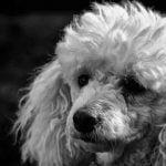 La maladie d'Addison peut touche le caniche