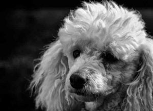 La maladie d'Addison peut touche le caniche