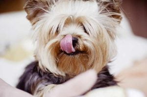 chien affamé