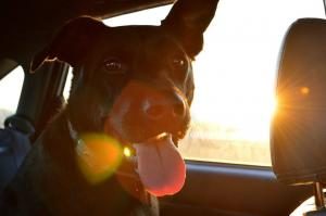 chien calme en voiture