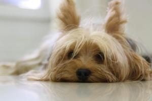 choisir assurance santé pour chien