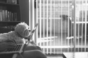 comparateur d'assurances pour chien