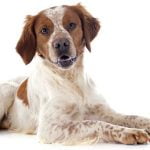 race épagneul breton