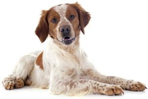 race épagneul breton