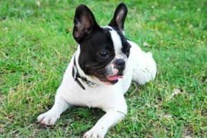 fonctionnement d'une assurance pour chien