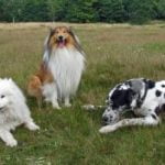 jouer avec plusieurs chiens