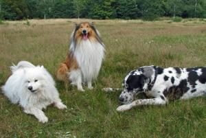 jouer avec plusieurs chiens