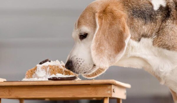 liste aliments toxiques chien