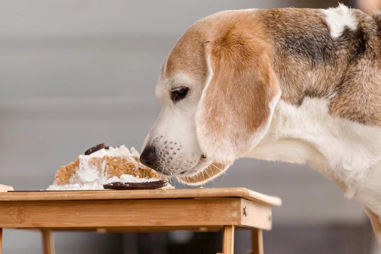 liste aliments toxiques chien