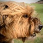 mon chien a peur des gens