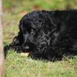 mon chien mange tout