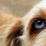 Un oeil sain de chien