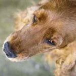 mon chien a la peau rouge