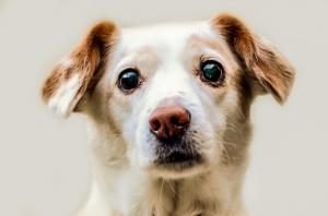 que couvre une assurance chien