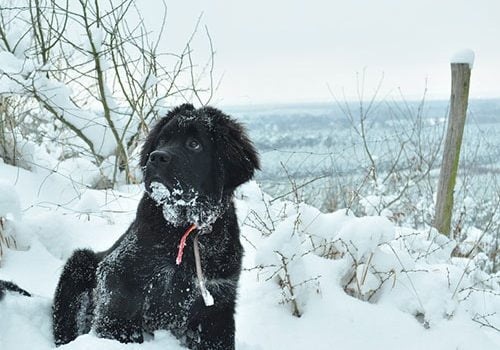 terre neuve chiot dans la neige