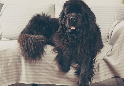 terre neuve en élevage