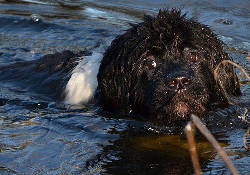 terre neuve qui nage