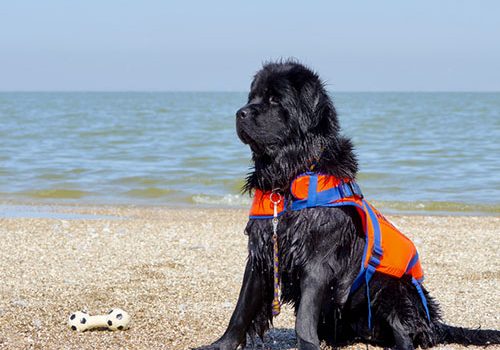 terre neuve chien de sauvetage