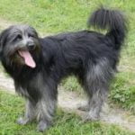 berger des pyrénées