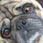 assurance chien pour carlin