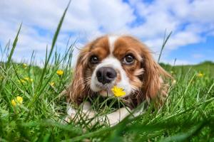 assurance chien pour cavalier king charles