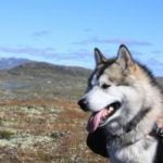 assurance chien pour malamute