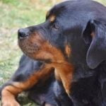 assurance chien rottweiler
