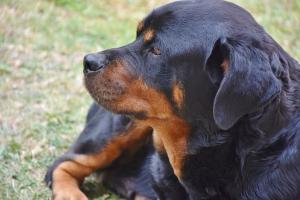 assurance chien rottweiler