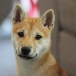 assurance chien pour shiba inu