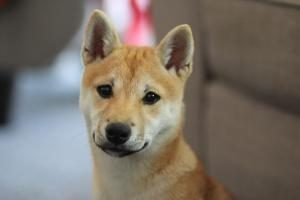 assurance chien pour shiba inu