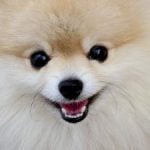 assurance chien spitz nain