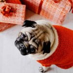 chien et cadeau de Noel